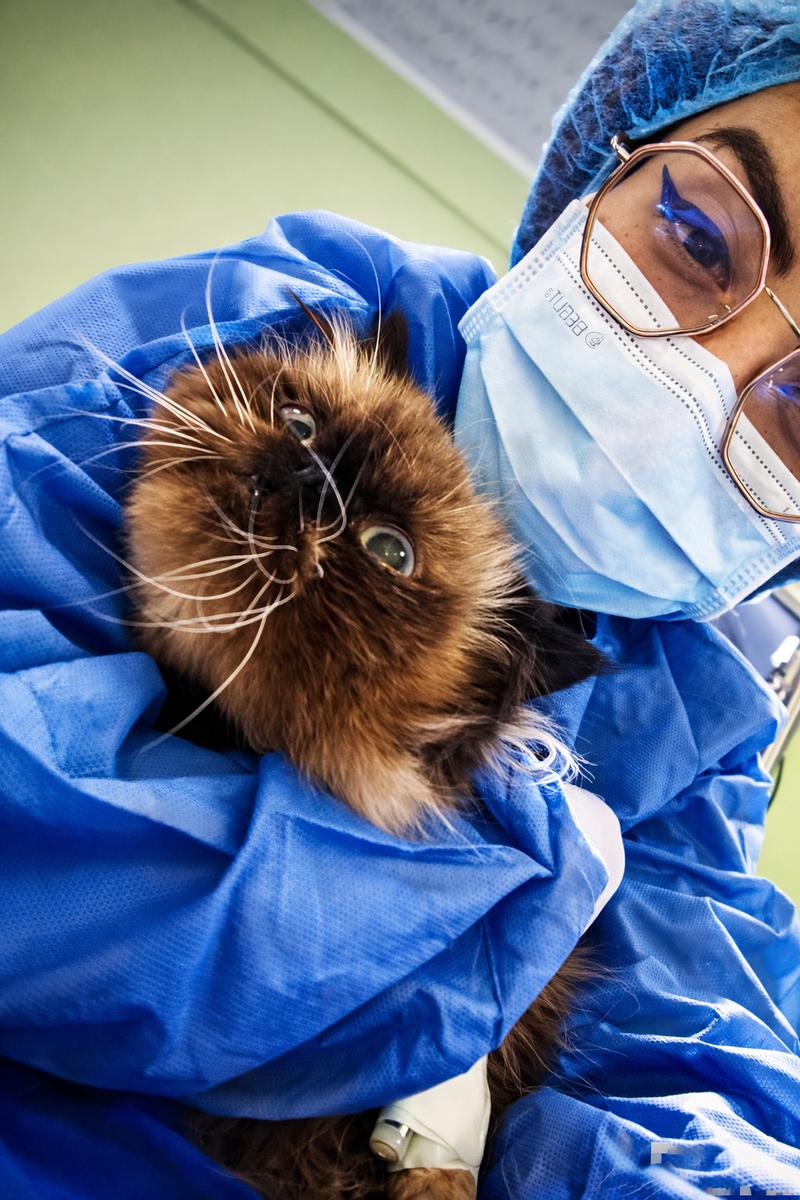 Blog emergencias gato